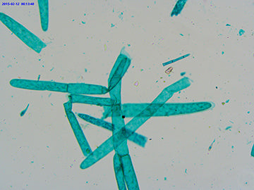 LaboQuip Digital Camera for Microscope SCMOS, 5.1 MP, USB 2 Advanced & Easy to use/S