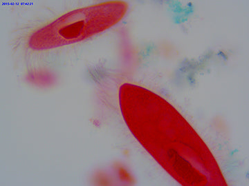 LaboQuip Digital Camera for Microscope SCMOS, 5.1 MP, USB 2 Advanced & Easy to use/S