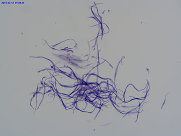 LaboQuip Digital Eyepiece Camera for Microscope, Color SCMOS 5.1 MP, USB 2.0, Advanced & Easy to use