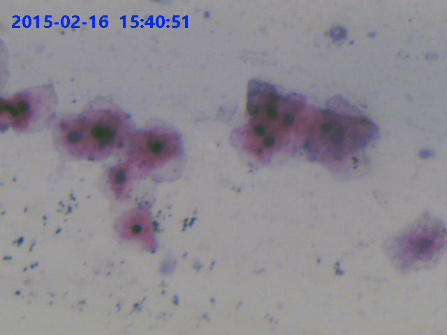 Photo by LaboQuip professional eyepiece digital camera plug-and-play microscope