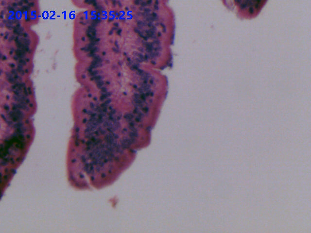 LaboQuip C-Mount Adapter for Zeiss Microscopes 0.5X