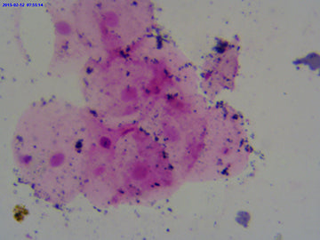 LaboQuip Digital Camera for Microscope SCMOS, 5.1 MP, USB 2 Advanced & Easy to use/S