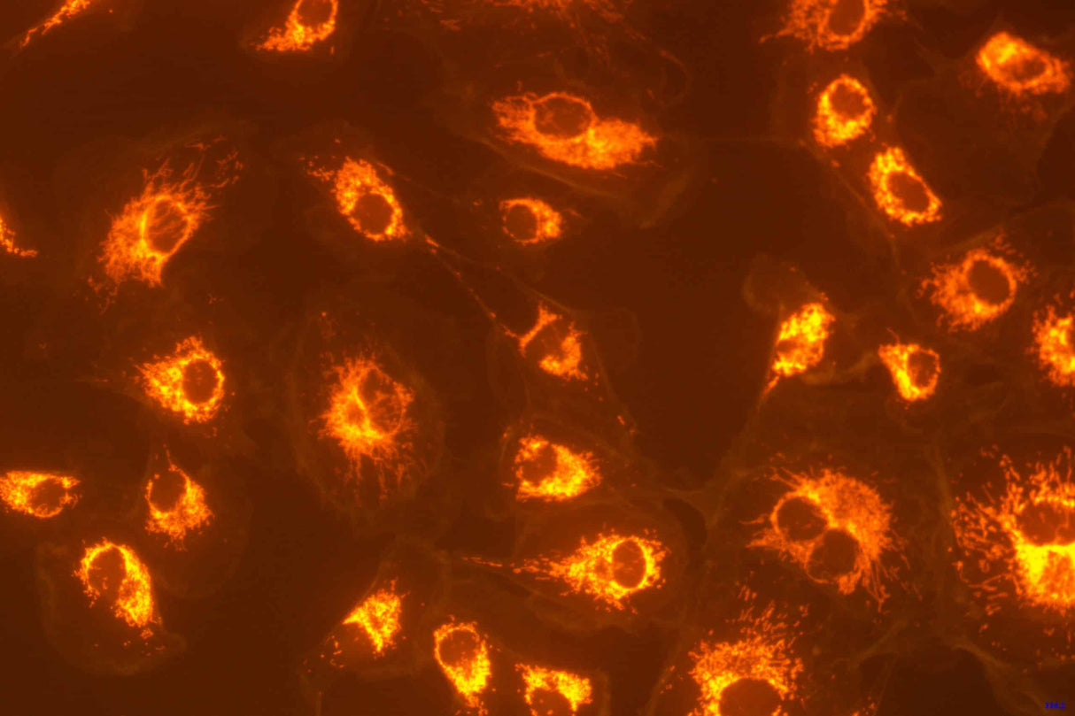 LaboQuip Digital Camera for Microscope E3ISPM, 8.3MP,USB 3,With Sony Exmor CMOS Sensor, Advanced& Professional