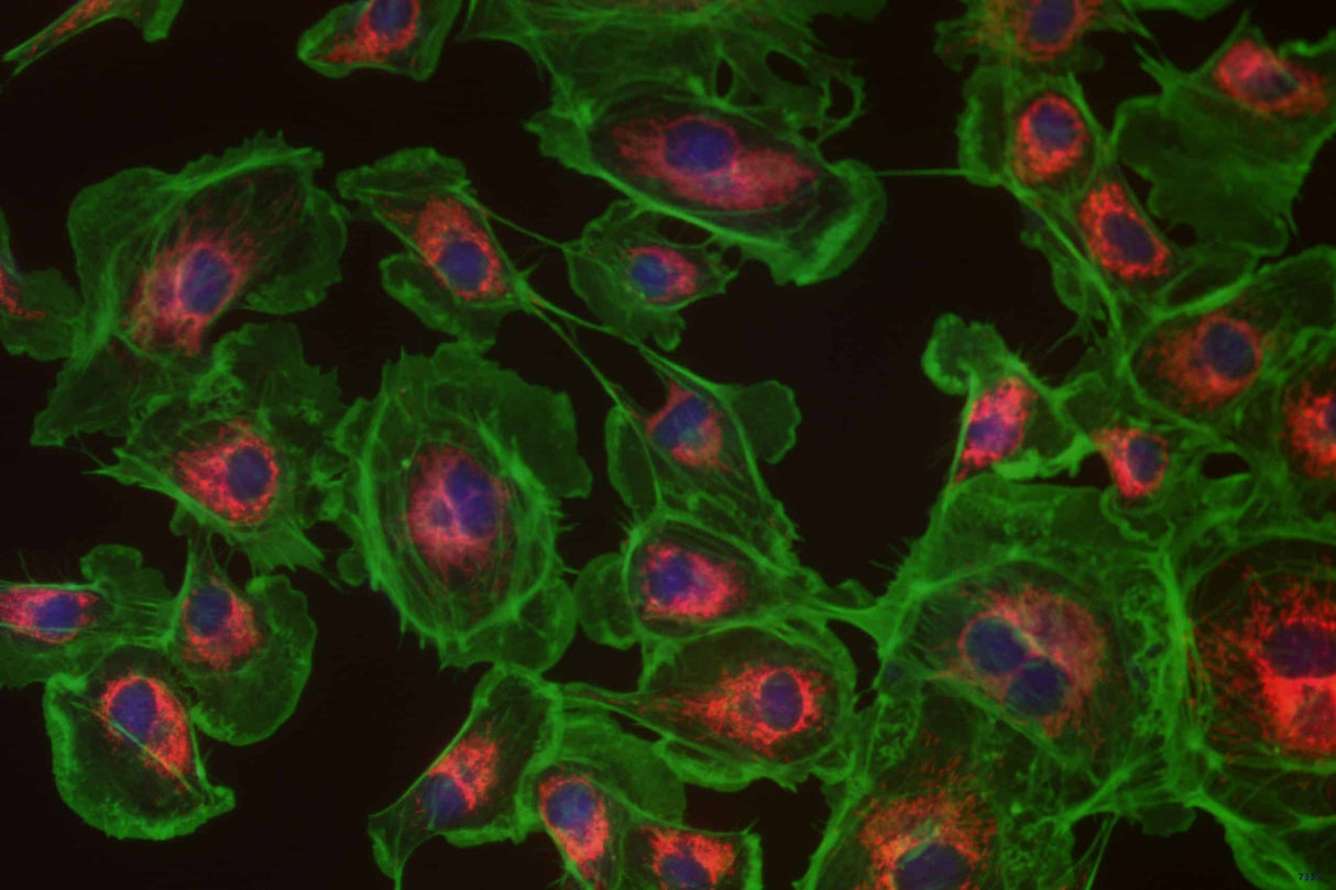 LaboQuip Digital Camera for Microscope E3ISPM, 8.3MP,USB 3,With Sony Exmor CMOS Sensor, Advanced& Professional