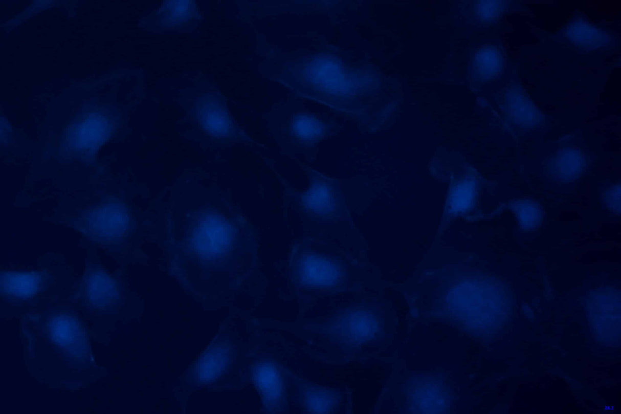 LaboQuip Digital Camera for Microscope E3ISPM, 8.3MP,USB 3,With Sony Exmor CMOS Sensor, Advanced& Professional