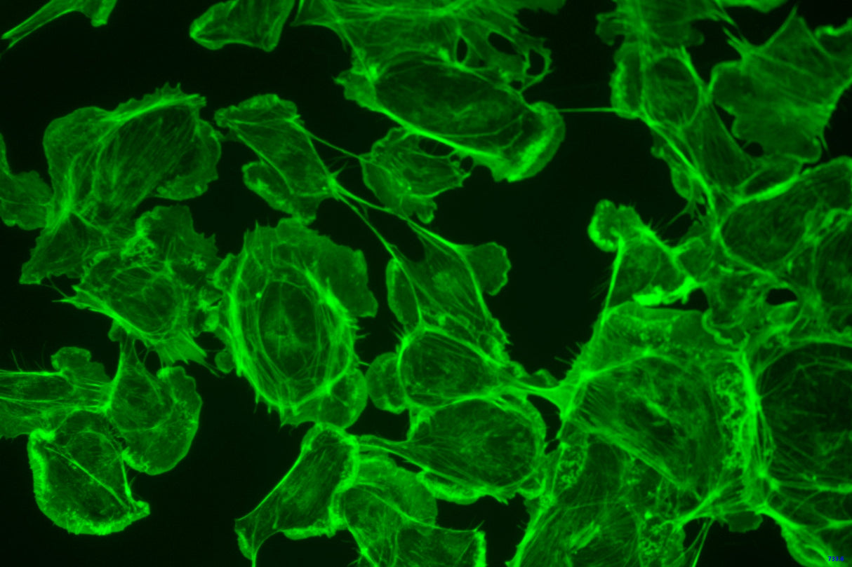 LaboQuip Digital Camera for Microscope E3ISPM, 8.3MP,USB 3,With Sony Exmor CMOS Sensor, Advanced& Professional